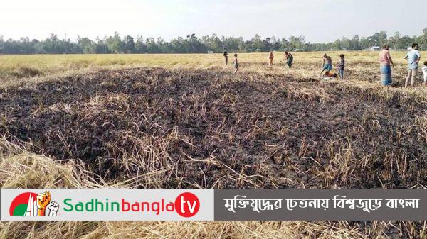 কৃষকের ৩০ শতক জমির ধান বিড়ির আগুনে পুড়ে ছাই