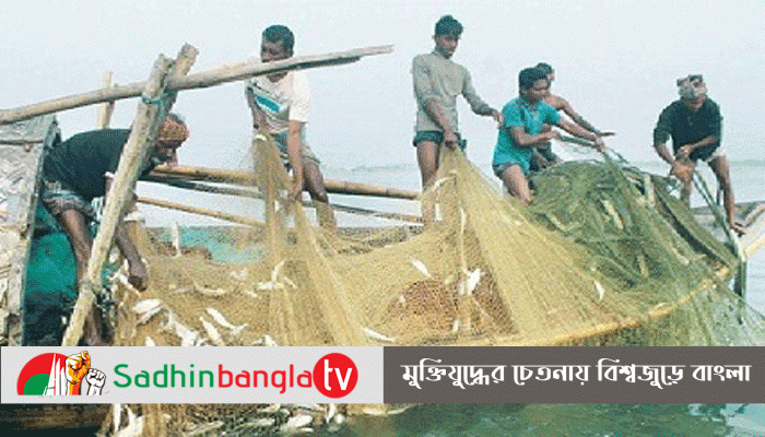 ইলিশ মাছ: মাপে পরিবর্তন এনে আট মাস ব্যাপী জাটকা ধরায় নিষেধাজ্ঞা শুরু