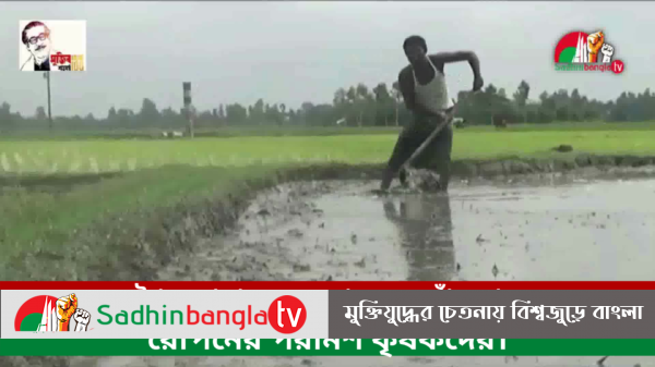 দেশের চলমান শৈত্য প্রবাহ কমে গেলে নওগাঁয় ধান রোপনের পরামর্শ কৃষকদের।