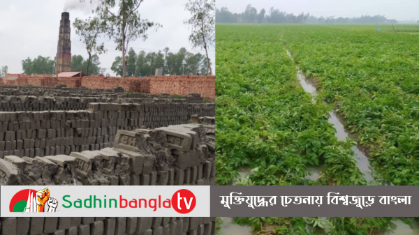 শীত মৌসুমের শেষে অনাবৃষ্টিতে আলু চাষি-ভাটা মালিকদের ব্যাপক ক্ষতি