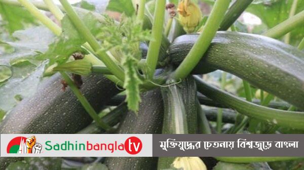 নাটোরে স্কোয়াশ চাষ করে লাভবান কৃষকরা