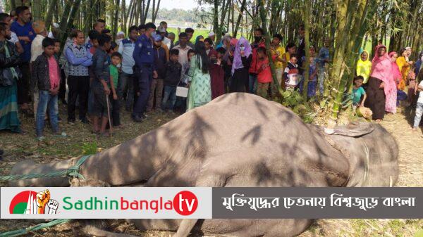 নারী সঙ্গীর খোঁজে লোকালয়ে সর্কাসের হাতীর তান্ডব, অচেতন করার পর নিয়ন্ত্রণে এলো সেই হাতি