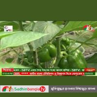 এবার ফুলের রাজধানীখ্যাত যশোরে বাণিজ্যিকভাবে চাষ হচ্ছে ক্যাপসিকাম